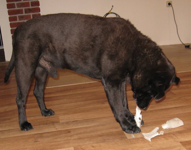 Tipy na hry se psem doma - najdi pamlsek, který ruka, skořápky, mísa s míčky.