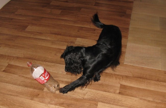 Tipy na hry se psem doma - pet lahev, míčky s dírou, rolička toaletného papíru.