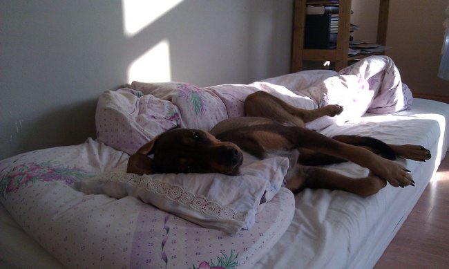 Pes v posteli, ano či ne?