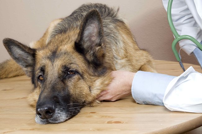 Pokud pes zvrací opakovaně, nemá chuť si hrát, odmítá žrát, pak je ošetření u veterináře na místě.