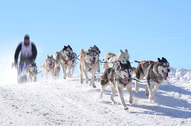 K závodům psích spřežení se z čistokrevných plemen hodí sibiřský husky, aljašský malamut, grónský pes a samojed.