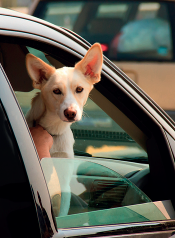 Kromě různých omezení vašemu psovi ve městě i mnoho nebezpečí, spočívající například v provozu aut či cyklistů.