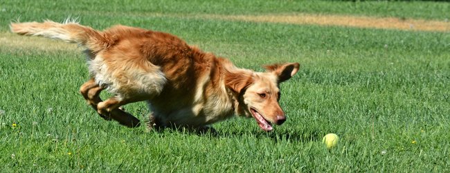 Házení míčku nebo frisbee - tato nepřetržitá akce běhu, lovu a otáčení způsobuje v psím těle obrovské potíže.