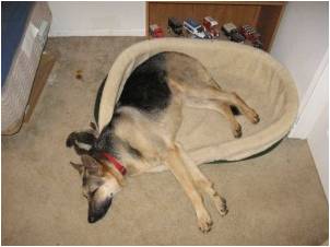 Není Váš pes nucen spát v zaobleném pelíšku během celé noci schoulený do pozice plodu? 