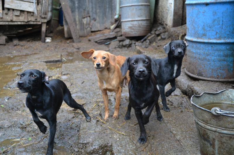 Problém u hromadění psů také tkví v nedostatečné pozornosti úřadů věnované počátečním stížnostem sousedstva.