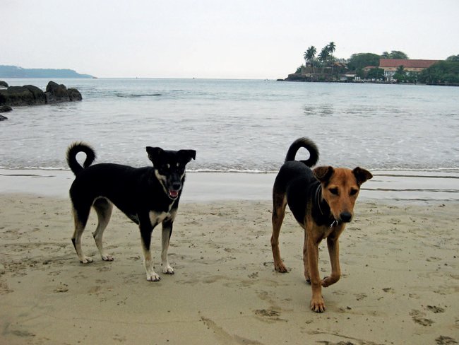 Jak se žije psům na Srí Lance