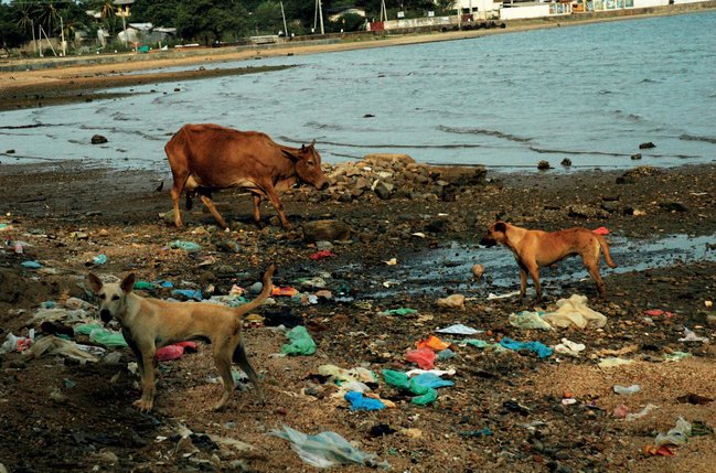 Psi na Srí Lance polehávají u silnic, přehrabují se v odpadcích a každý den bojují o přežití.