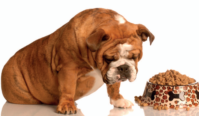Další příčinou, která může vést k tomu, že pes nežere, jsou onemocnění tlamy a zubů. 