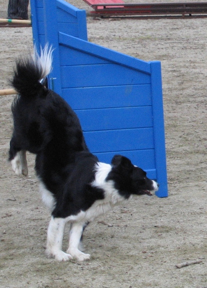 Agility - skok přes překážku - V určitém stádiu každého skoku je okamžik, kdy pes ohne nohu až k zápěstí.