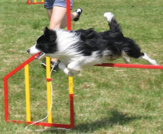 Agility - pes, při dlouhém skoku, má zadní nohy natažené, dokud se nezačne připravovat na doskok. 