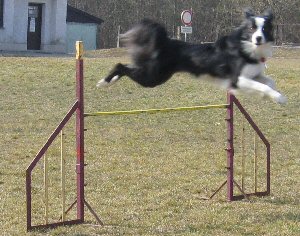Styl skoku má také významný vliv na dopad. Při plochých skocích  dopadá pes relativně tvrději.