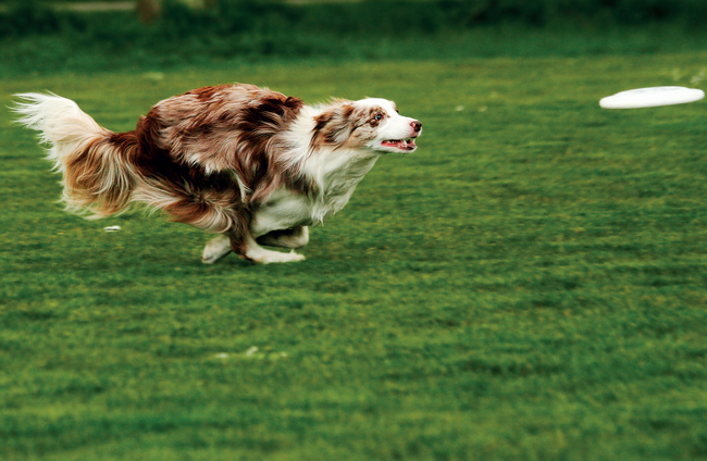 Aby bylo dogfrisbee bezpečné, měl by pes dopadat na všechny čtyři nohy. I správná technika skoku se dá naučit.