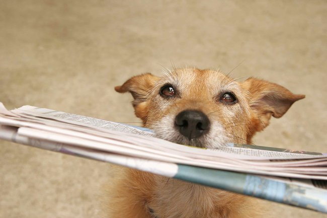 Jak naučit psa povel - nes si noviny.