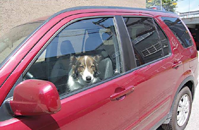 Pes v rozpáleném autě – rozbít či nerozbít okýnko?