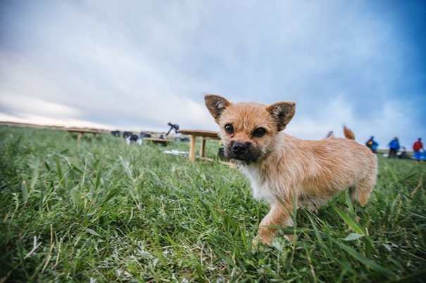 Gobi - malé zbloudilé štěně z Číny se zapojilo do vyčerpávajícího 250km maratonu.