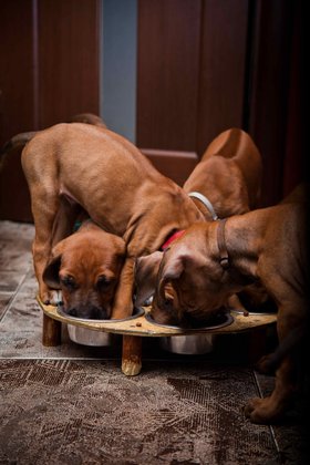 Dospělý pes by měl dostávat najíst aspoň 2x denně. Jedno jídlo z toho by mělo být tak velké, aby psa plně zasytilo. 