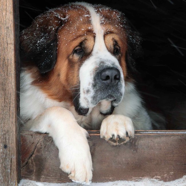Onemocnění horních cest dýchacích u psů často taktéž doprovází kašel, slzení neboli výtok z očí a nosu.