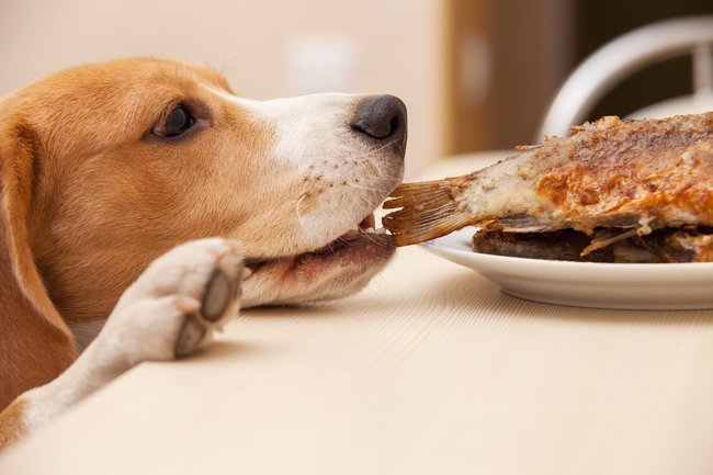 Psi často vezmou zavděk i odpadkovým košem v kuchyni – otevřít nebo převrhnout koš, vyhrnout a prozkoumat obsah, to je prima práce.