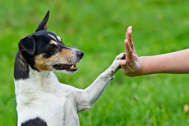 Obedience má psa i psovoda bavit. Výcvik není o přísném drilu jako spíše o budování vzájemného vztahu a přirozené psí poslušnosti.