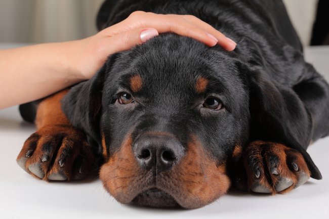 Cizí ruka natažená nad psí hlavou se může jevit některým psům nejen jako nepříjemnost ale také hrozba. 