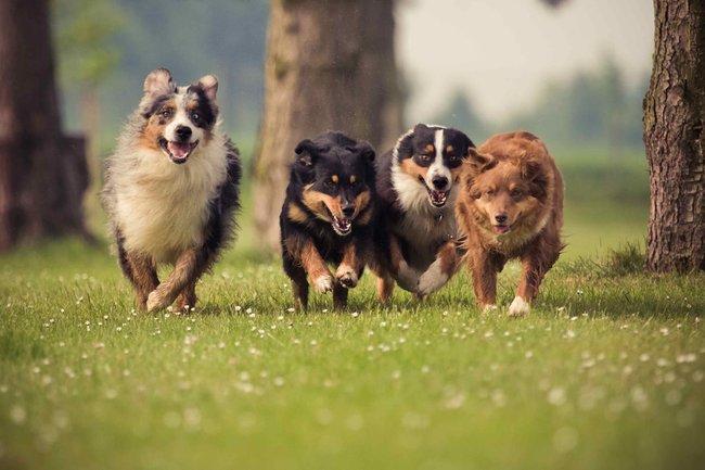 Společné procházky představují společné procházení, společné čichání pachů, společné objevování prostředí, společné pozorování dění, společné posezení a později i trocha společného psího dovádění.