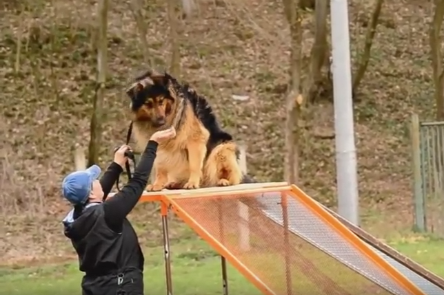 Heroparkur ideální sport pro  bázlivé nebo hyperaktivní psy.
