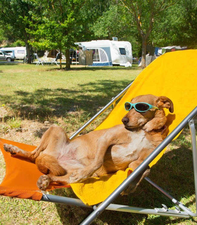 Campingování se psem - Především se ujistěte, že na místě, kde chcete kempovat, jsou psi povoleni. 