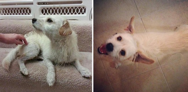 Pes v útulku - před a po