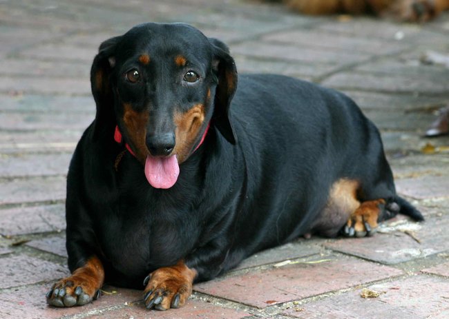 Majitelé psů většinou v zimě omezují aktivity venku, ale už neomezí krmnou dávku, pes tak může nabrat nadváhu.