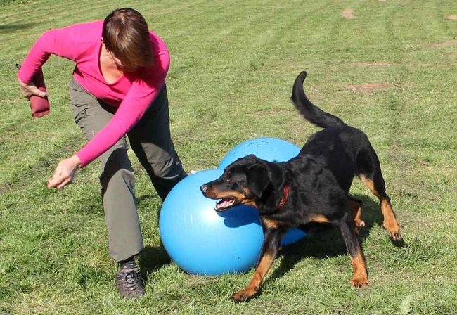 Dělejte takový sport, který bude bavit vás – tedy pokud není pro konkrétního psa nebo plemeno vyloženě nevhodný.