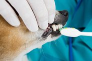 Na psí zuby mají největší vliv výživa, skus, čištění a pravidelné prohlídky, říká stomatoložka Vladěna Štrosová