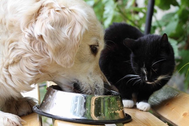 Můžou si kočky a psi navzájem jíst svoje krmení?