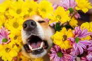 Alergie u psa: pomůže kozí kolostrum, jablečný ocet nebo kopřiva