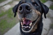 Suchý čumák rovná se nemocný pes aneb nejčastější psí mýty