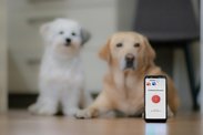 Mobilní aplikace Zvíře+ pomáhá řešit obtížné situace spojené se zvířaty