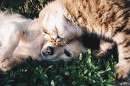 Přátelské soužití psů a koček není utopie