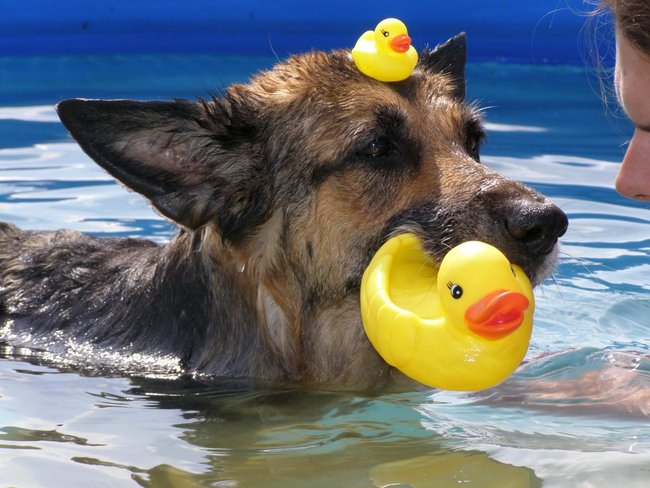Pokud pes sám od sebe nejde do vody, přivykejte ho postupně, motivujte jej pamlskem atp.
