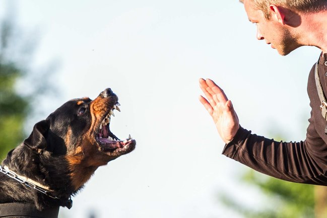 Jak fotit psí sporty  Obrany - na co se zaměřit