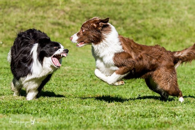 Idiopatická agresivitu u psů  - agrese z neznámých příčin.