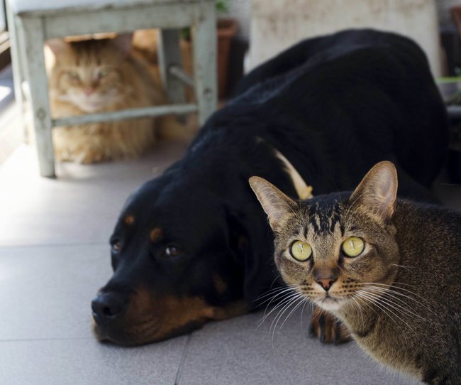 Soužití kočky a psa: oddělte kočičí záchod, psi rádi pojídají kočičí výkaly, které jsou zdrojem nejen bakteri, ale jde i o části použitého steliva, po kterém psu hrozí velké potíže.