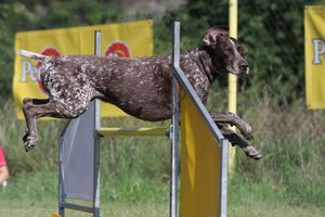 Jak fotit psí sporty - Agility - Aneta Jungerová - skok přes překážku