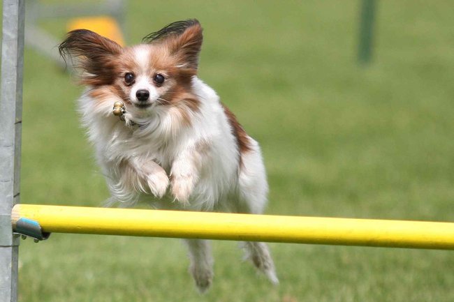 Jak fotit psí sporty - Agility - Aneta Jungerová - skok