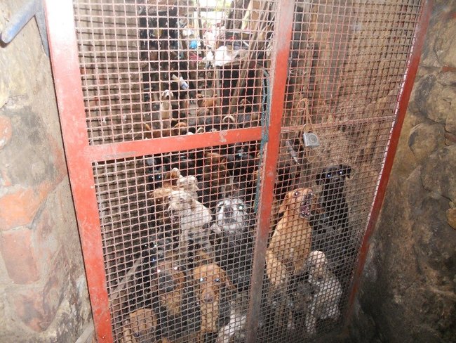 Neuvěřitelných 43 psů, kteří žili pohromadě v Mladé Boleslavi v naprosto nevyhovujících podmínkách. 