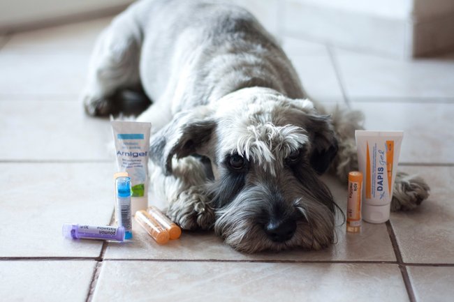 Homeopatická léčba pro psy a kočky