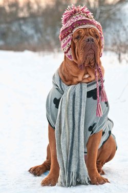 Podle Veterinární správy by měl psovi oblek krýt záda a ledviny, a nikoli celé tělo, protože by mohlo dojít k přehřátí a k nachlazení, kterému měl obleček původně zabránit.