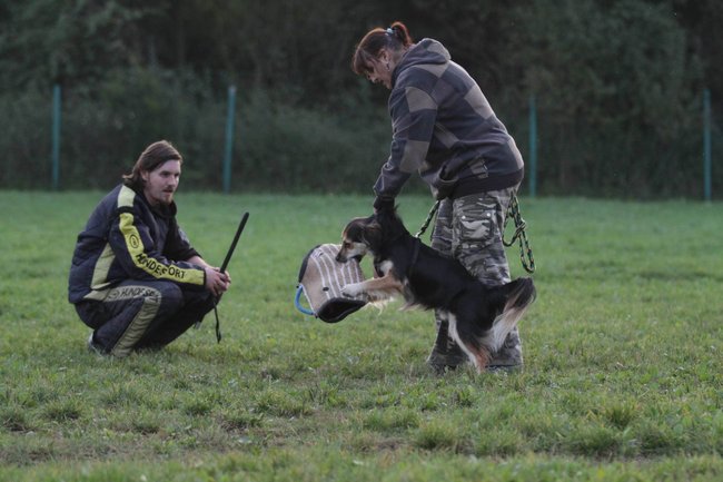 Výcvik obrany u psů - nejdůležitější je najít si správnou metodu výcviku obran.