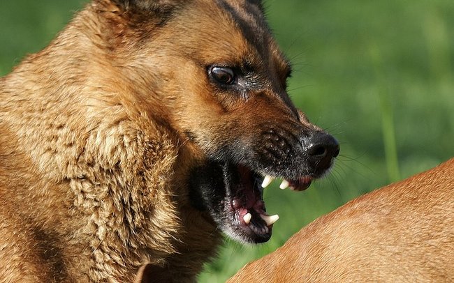 Jak spolu souvisejí agrese a dominance u psů?