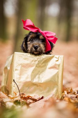 Pes jako dárek - Kdo bude psa denně (min. 3–4×) venčit? Je na to dotyčný připraven v zimě, v létě, brzo ráno, pozdě v noci, za každého počasí…? 