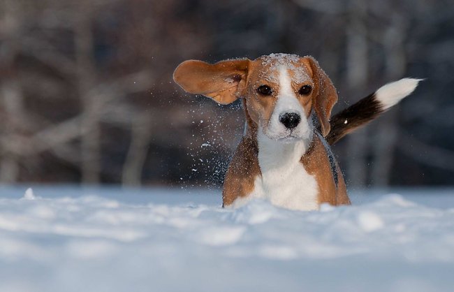 Věděli jste, že nejlepším „pelíškem“ je pro psa v chladném období sláma? Ano, zcela obyčejná sláma! 