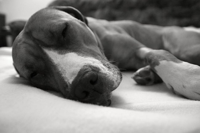 Záchvaty u psů kdy je třeba vyhledat okamžitou pomoc veterináře?